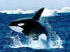 killer whale.jpg (87953 bytes)